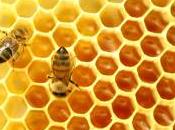 Miel abeja: Nunca descompone