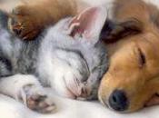 Protocolos para animales emergencias