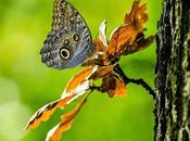 renacer mariposa.