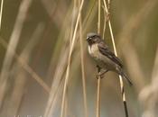 Capuchino iberá (Ibera Seedeater) Sporophila nov.