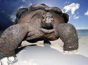 TORTUGAS GIGANTES GALÁPAGOS.Nuestro hallazgo indica esta tortuga gigante está nuevamente condiciones reproducirse salvaje”,