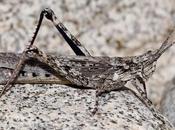 animales necesitan disfraz