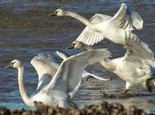 cisnes preparan para multiplicarse