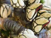 Percebes cocidos