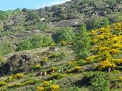 Carrera montaña Garganta Infiernos agota plazas