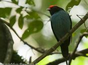 Bailarín azul (Swallow-tailed Manakin) Chiroxiphia caudata