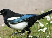 "Hello, magpie!"