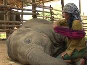Mujer canta canción cuna elefante rescatado mira pasa después