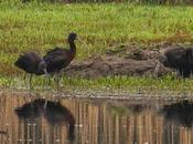 Continúan rarezas marismas santoña