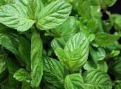Combatir náuseas menta