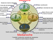 ¿Debo utilizar misma crema noche? Ritmos circadianos
