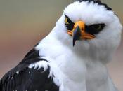 Águila viuda (Black-and-white Hawk-Eagle) Spizastur melanoleucus