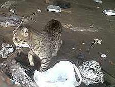 gatos abandono