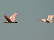 Espátula rosada (Roseate Spoonbill) Platalea ajaja