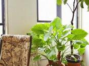 Plantas macetas barro.