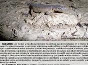 Conservación: Rescate anfibios reptiles cavidades