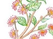 Flores Bach: (Olmo)