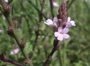 Verbena