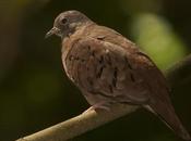 Torcacita colorada (Ruddy-ground dove) Columbina talpacoti