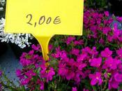 Plantas primavera