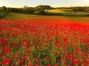Amapolas