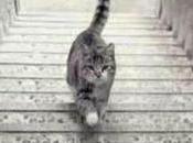 Este Gato, ¿sube baja escaleras?
