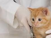 Interpretando sueño veterinarios. ¿Instinto protector vocación?