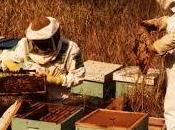 Pautas para abrir colmena guidelines opening hive