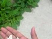 Silvia raro antojo embarazo