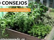 consejos para iniciar huerto plantas aromáticas