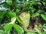 Propiedades medicinales guanabana