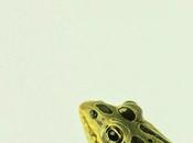 Reseña, bufo spallanzani