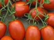 Vídeo como cultivar tomates macetas
