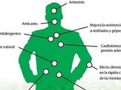 Planta Estevia