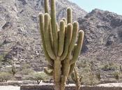 Cardones