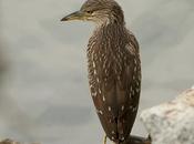 Garza bruja (Black-crowned Night Heron) Nycticorax nycticorax