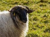 Retrato oveja latxa