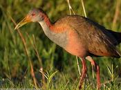 Ipacaá (Giant wood-Rail) Aramides ypecaha