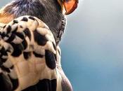 King Vulture