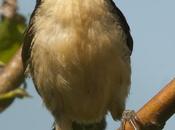 Angú (Black-capped donacobius) Donacobius atricapilla