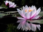 angel demonio viven conmigo....