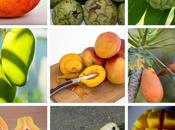 Frutas antioxidantes tropicales: papaya, chirimoya mango