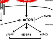 Otra novedad, ácido fosfatídico