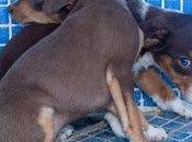 Camada galguitos urgente,los mataran tiros-murcia