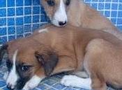 Camada galgos meses peligro lorca (murcia)