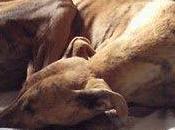 Acogida urgentisima para esta galga. riesgo robo