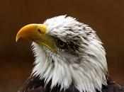 mirada rapaz-the look bird prey