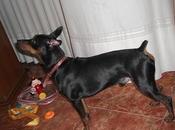 Pinscher puro jovencito está peligro sacrificio. (zaragoza)