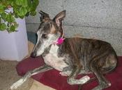 ROCÍO, cruce galgo hembra adopción ALICANTE