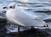 Gaviota cabecinegra-larus melanocephalus-mediterranean gull